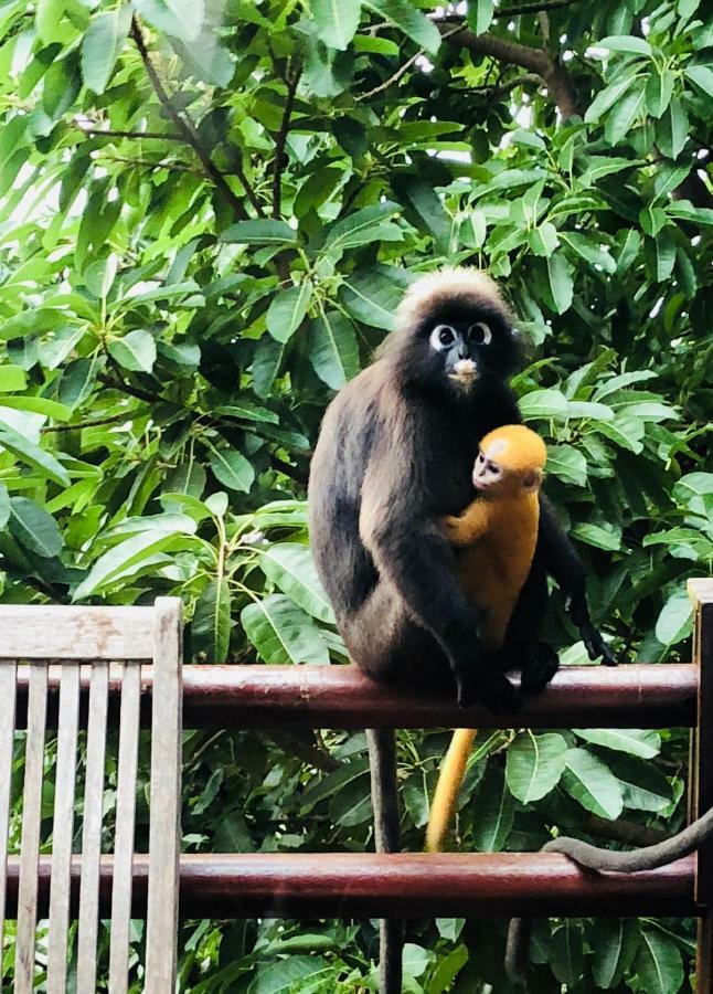 Sari Village Jungle Retreat Pantai Cenang  Ngoại thất bức ảnh
