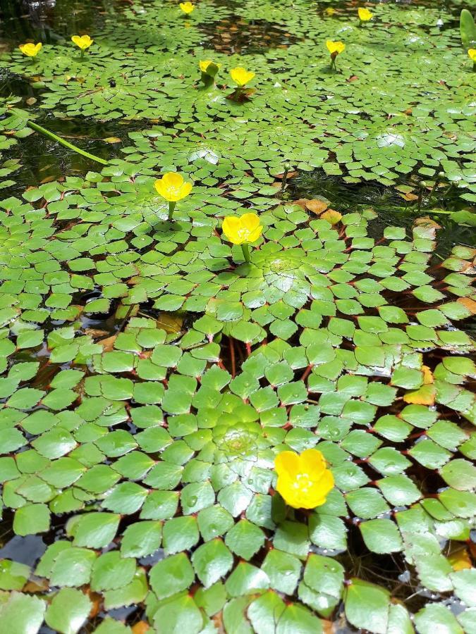 Sari Village Jungle Retreat Pantai Cenang  Ngoại thất bức ảnh