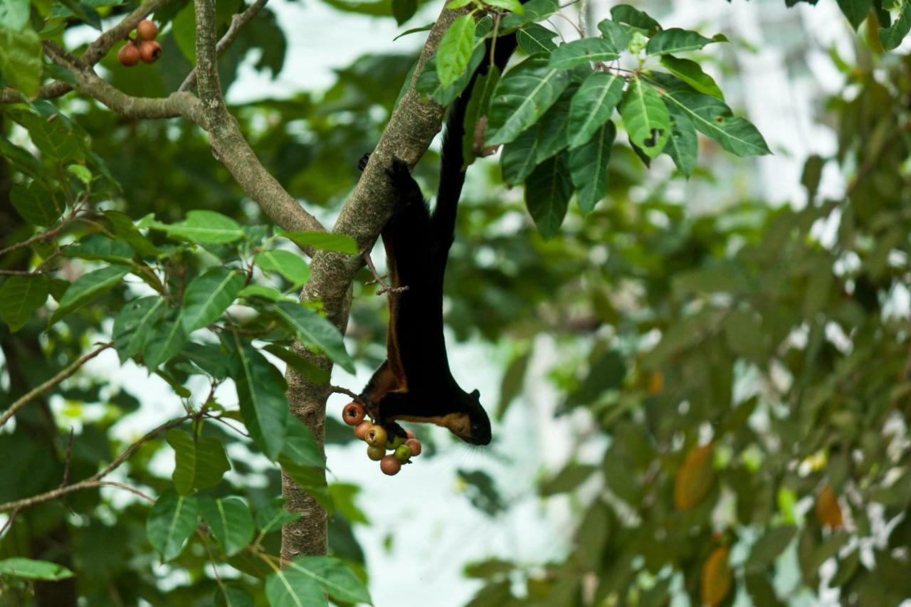 Sari Village Jungle Retreat Pantai Cenang  Ngoại thất bức ảnh